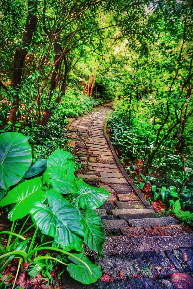 媚入骨髓 赛场上的娇粉甜心——BROOKS PURE CADENCE 4测评