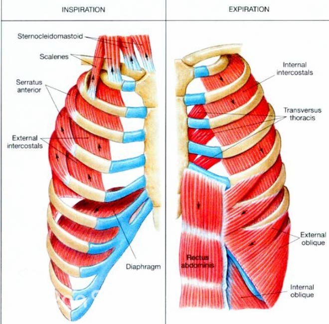 训练 | 除了练腿练核心，你有练过“呼吸肌”吗？
