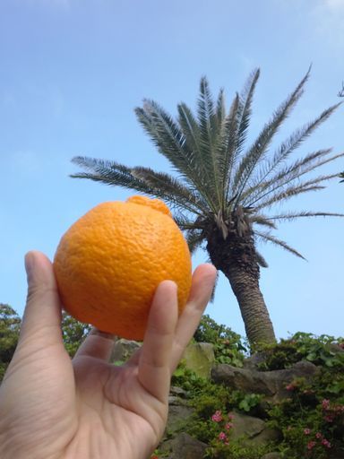 来来过周末！——2015济州岛马拉松小记