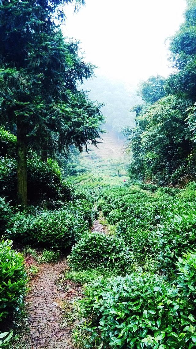 弃赛未果                                              -----小记2015杭州四季越野夏季赛