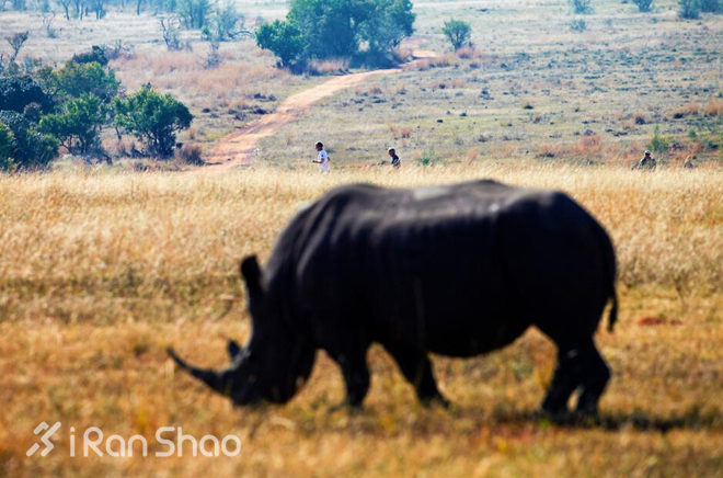 五大野兽马拉松 | 用一场马拉松来体验一片神奇的土地