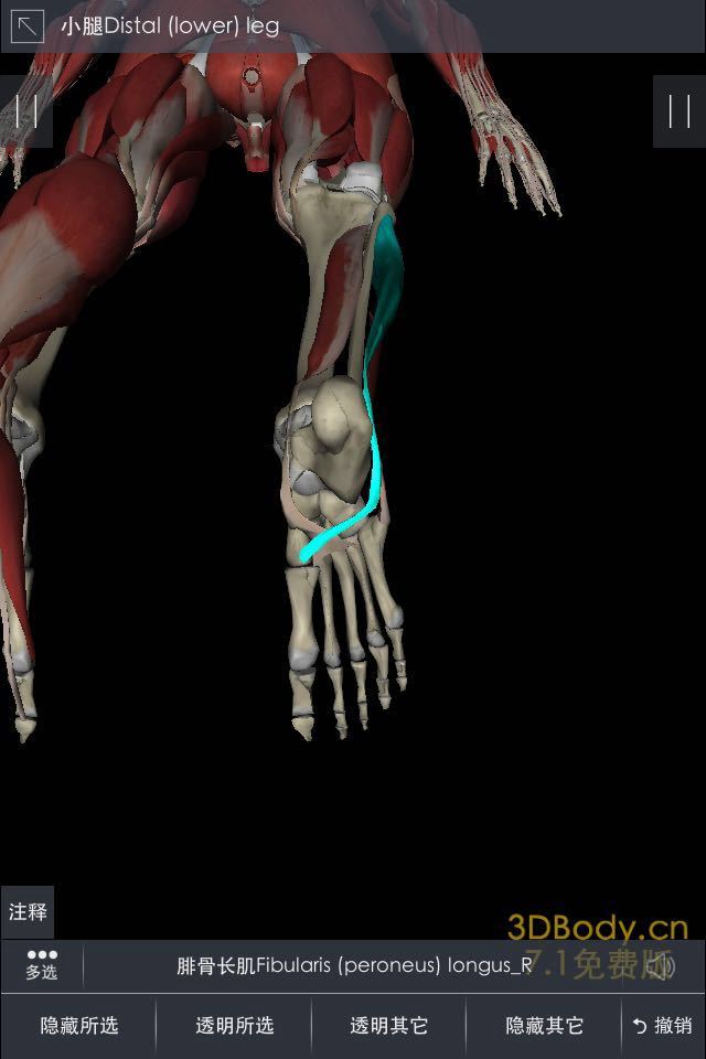 跑步踝关节内外翻杂谈