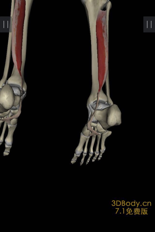 跑步踝关节内外翻杂谈