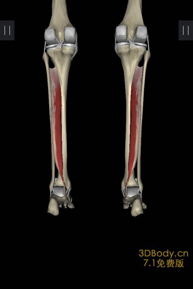 跑步踝关节内外翻杂谈