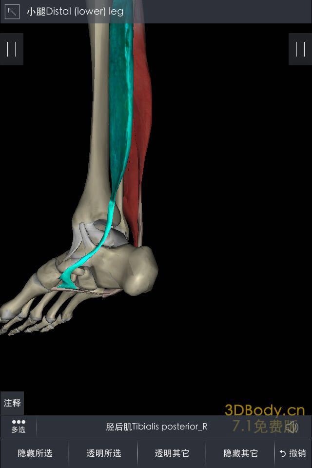 跑步踝关节内外翻杂谈