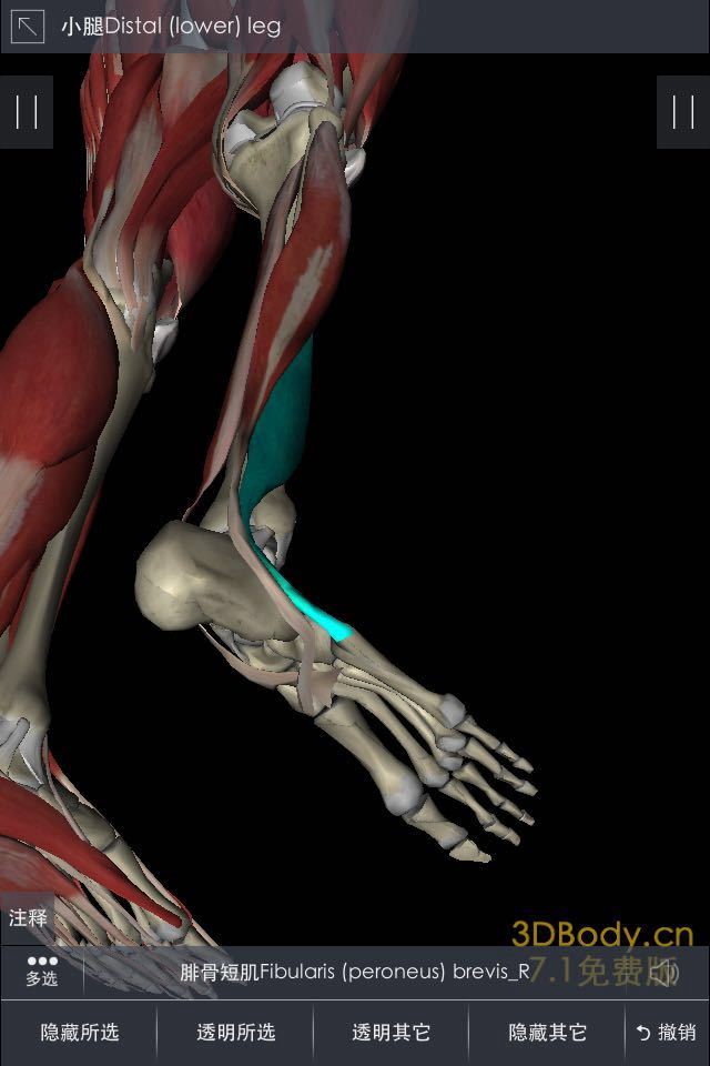 跑步踝关节内外翻杂谈