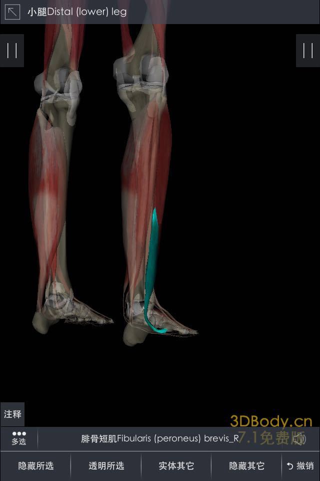 跑步踝关节内外翻杂谈