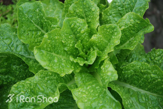 经验 | 跑步再加上这十种食物更有助于减肥和保持身材