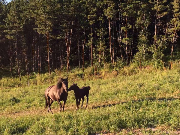跑在2015 | 不如撒野