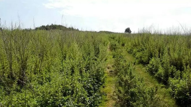 跑在2015 | 我们都是野孩子  ——参加“大神之路”昆明首届山地越野马拉松赛