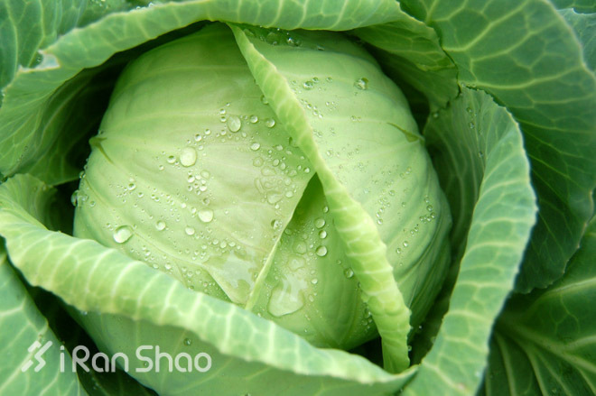 经验 | 跑步再加上这十种食物更有助于减肥和保持身材