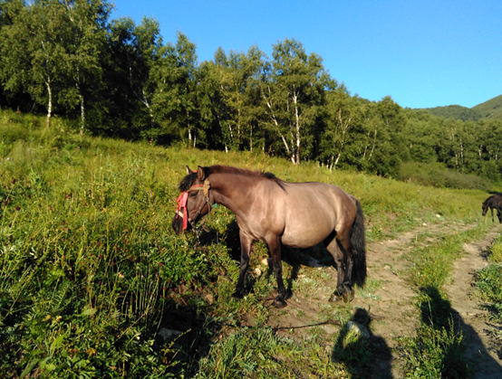 看上去很美 - 记首百2015崇礼100越野挑战赛