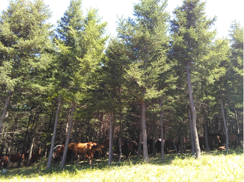 看上去很美 - 记首百2015崇礼100越野挑战赛