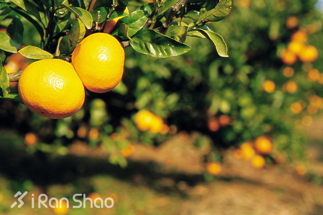 马拉松城纪 | 上马的那个周末，这个星球上还有这些有趣的马拉松