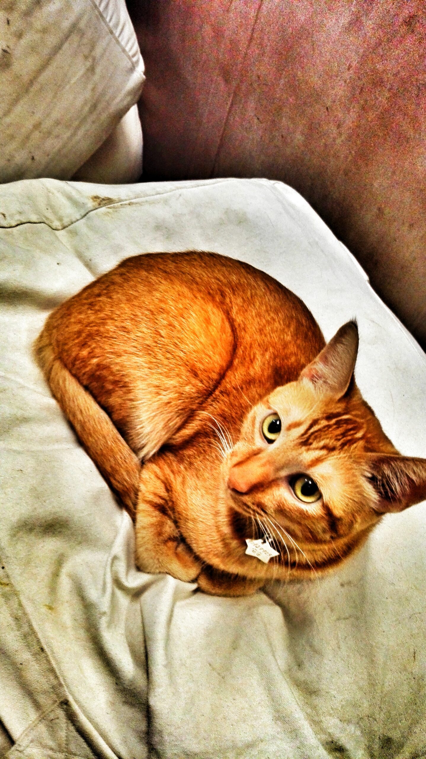 人生总要有一次 在麦径上看风起云涌——虐过后意难忘的麦理浩径挑战之旅