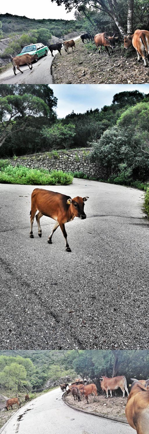 人生总要有一次 在麦径上看风起云涌——虐过后意难忘的麦理浩径挑战之旅