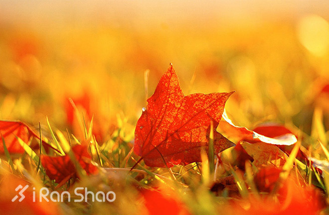 训练 | 爱上秋天跑步的理由