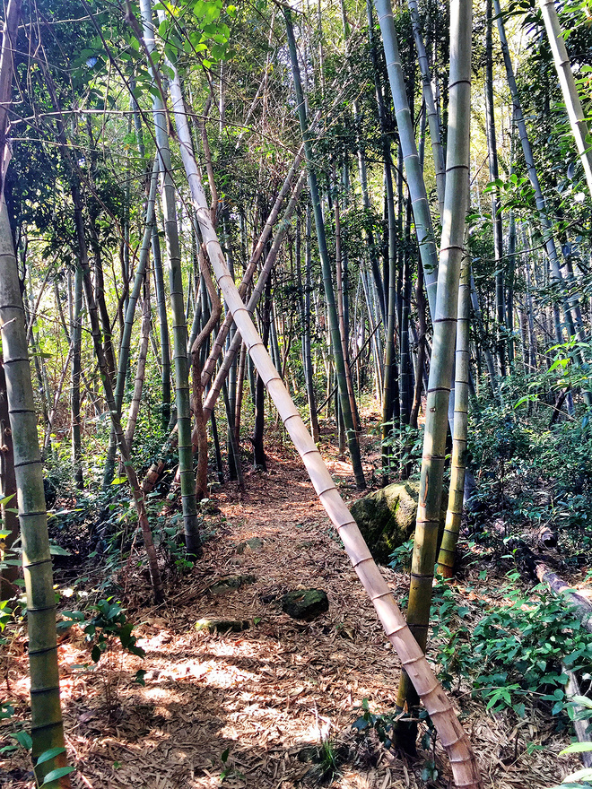 他们管这叫秋游 -众兽多图版