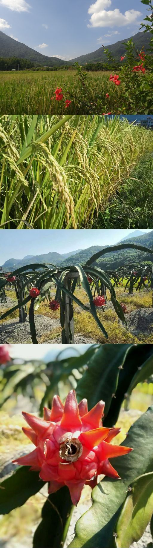 云山秀色 我愿在最美好的时光跑向你——记CBN从化影古越野赛