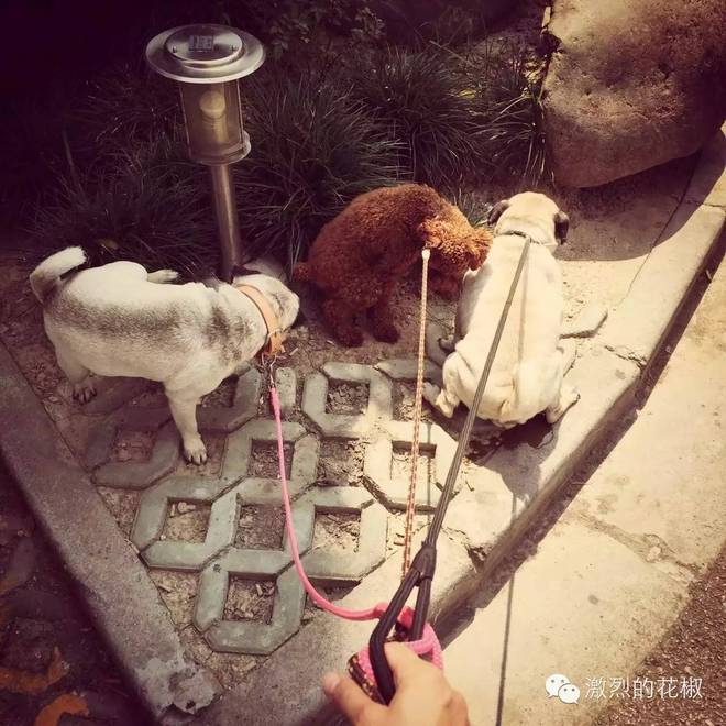 以时尚为运动精神的极富争议的运动健将之以CHI为原则的2015芝加哥马拉松存活记