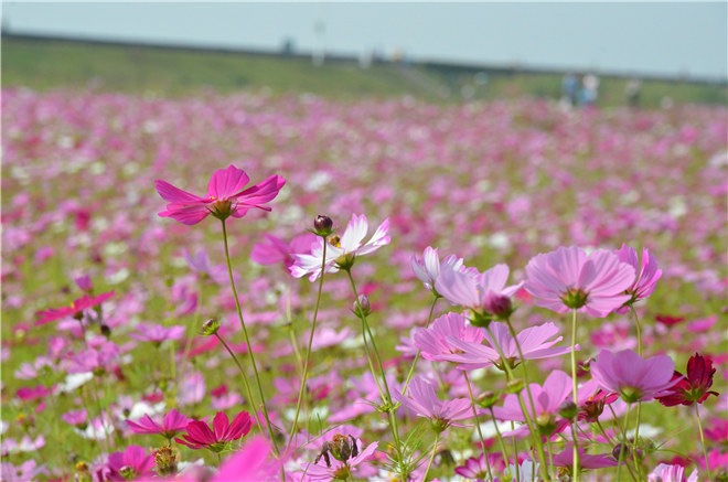 钱江追潮马拉松告诉你：最“潮”马拉松长什么样？