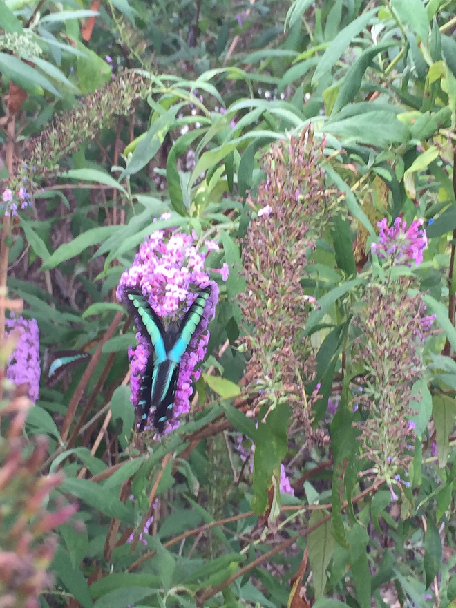 【众测报告】2015年10月24日参加上海爱乐跑