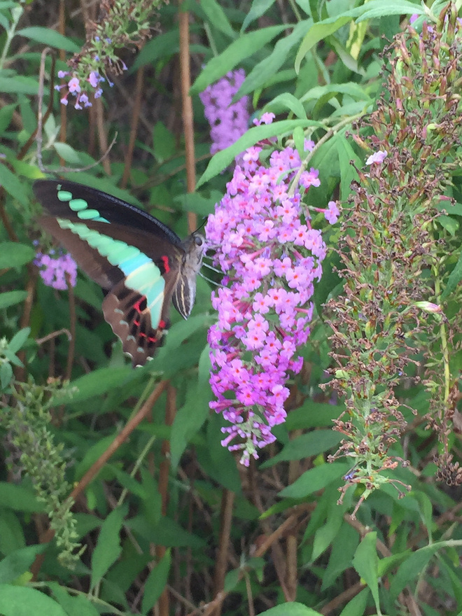 【众测报告】2015年10月24日参加上海爱乐跑