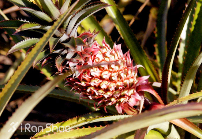 Kona Day | Ironman世锦赛你所不得不知道的39件小事