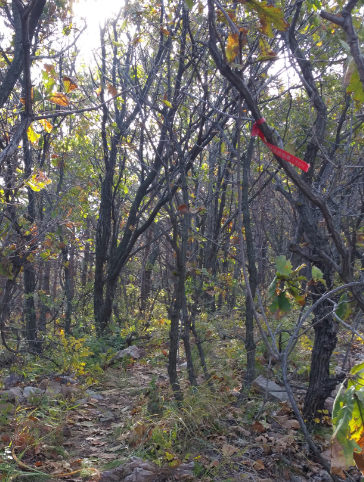 越野的腿，自由的心 ——记我的首个25K+越野赛环黄泥川越野赛