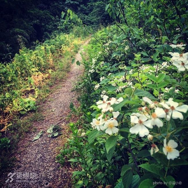 小王子和他的花—换一种方式来看“西野追狼”