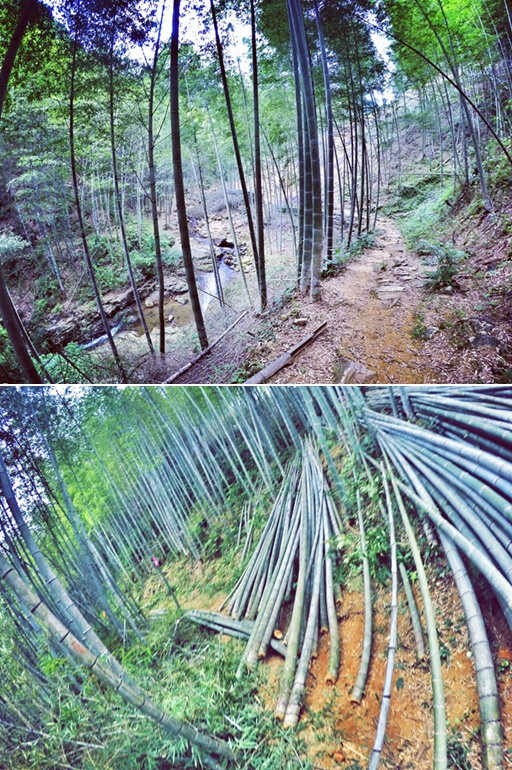 盛名之下 当高缓冲遇上V大底  ——Hoka One One Speedgoat测评