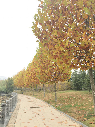 琅琊古城临沂行——记2015年11月15日首届临沂马拉松（半马）