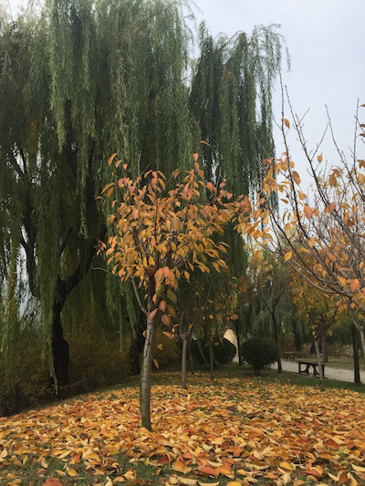 琅琊古城临沂行——记2015年11月15日首届临沂马拉松（半马）