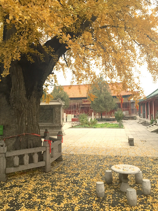 琅琊古城临沂行——记2015年11月15日首届临沂马拉松（半马）