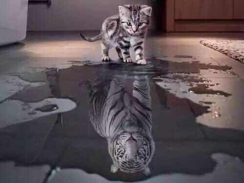 女人花---上海女子半程马拉松关门兔赛记