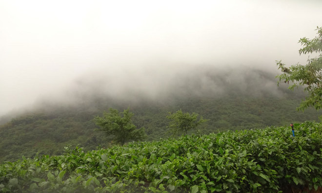 在雨中漫步，尝水中的味道