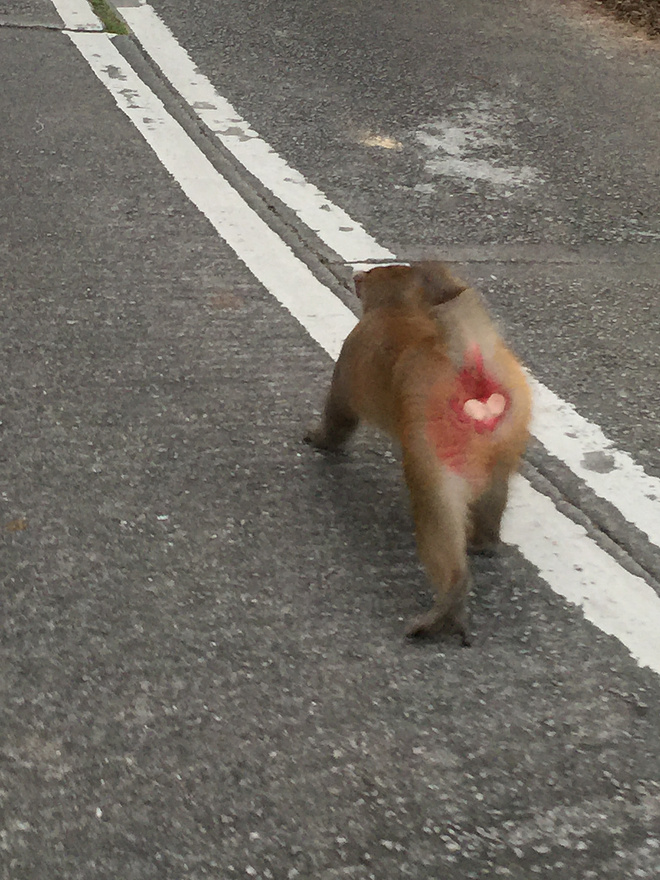 四个人，八条腿，一颗心，我们共同的乐施毅行者