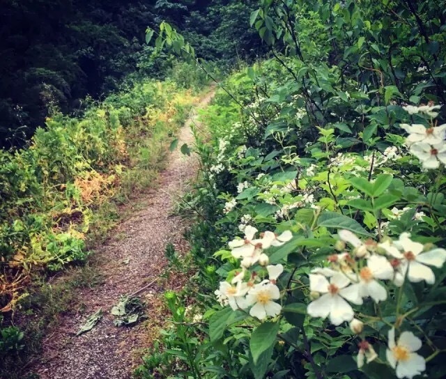 纵情山野丛林间的享受——西野追狼后记
