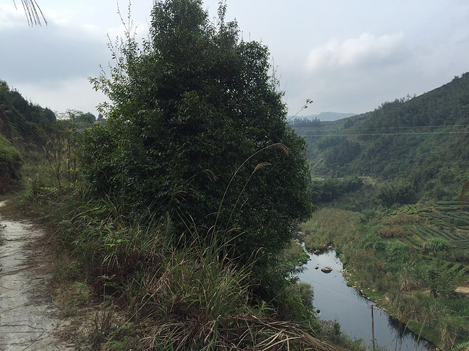 【众测报告】南靖土楼国际马拉松 | Pain is inevitable,suffering is optional!