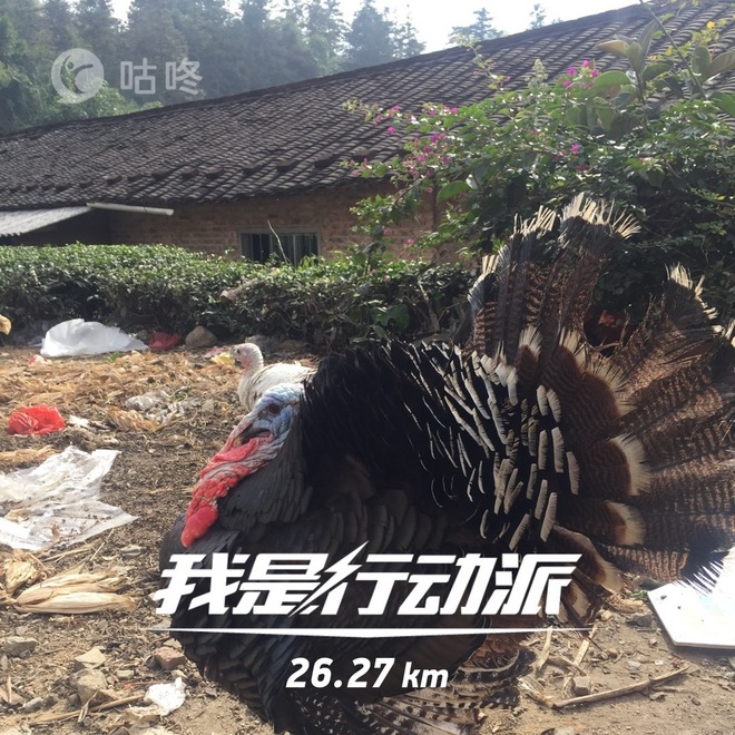 【众测报告】南靖土楼国际马拉松 | Pain is inevitable,suffering is optional!