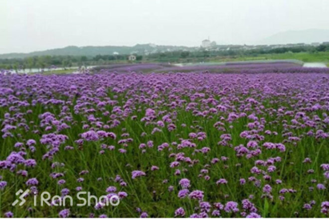 探路 | 2015年马拉松收官之战，苏州太湖马拉松赛道指南