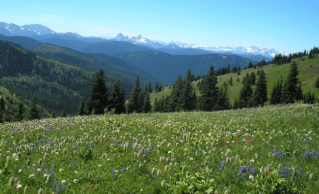 Adventure, Darling——Fat Dog生成记