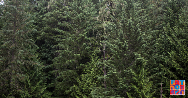 Adventure, Darling——Fat Dog生成记