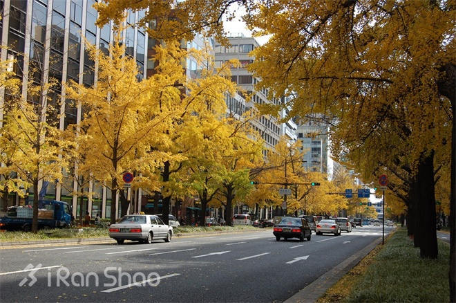 马拉松城纪 | 低调的精英赛事，神游大阪女子国际马拉松