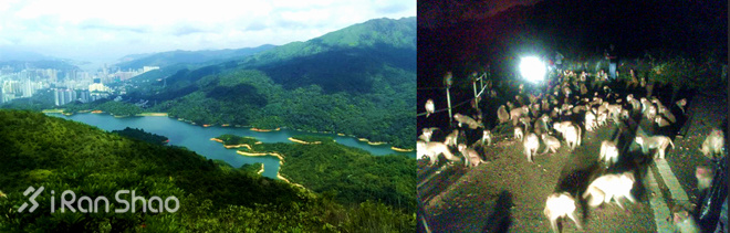 攻略 | 风光无限好，志在金银人，2016 Vibram ® 香港100赛道攻略