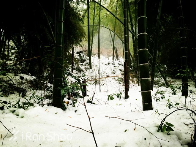 探路 | 银装素裹，江南印象之绍兴茶园山地半程马拉松