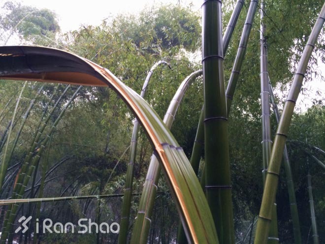 探路 | 银装素裹，江南印象之绍兴茶园山地半程马拉松