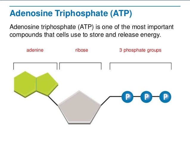 Slick and Smart - Garmin Vivosmart HR 评测及健康监测设备漫谈