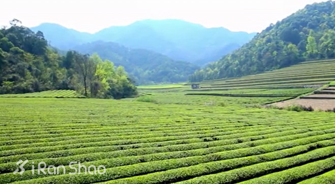 探路 | 银装素裹，江南印象之绍兴茶园山地半程马拉松