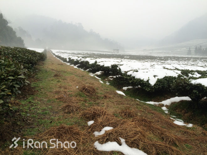 探路 | 银装素裹，江南印象之绍兴茶园山地半程马拉松